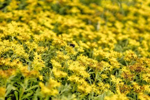 Abeja recolentando polen en flores amarillas